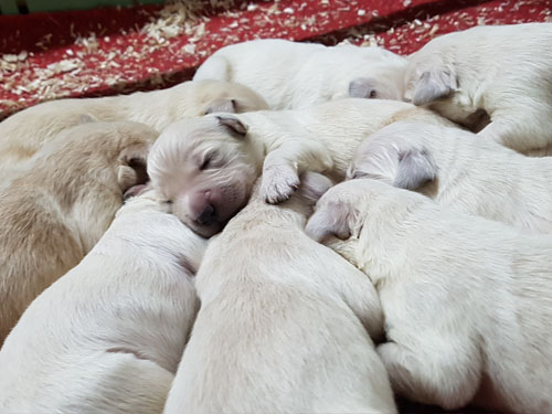 CUCCIOLI GOLDEN RETRIEVER