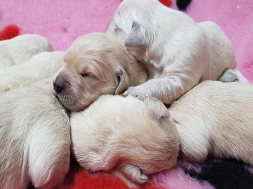 CUCCIOLO GOLDEN RETRIEVER