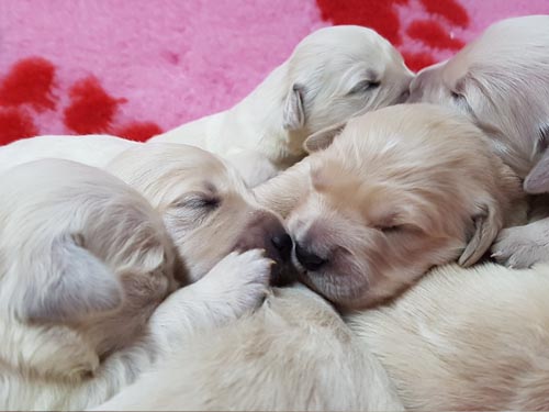 CUCCIOLI GOLDEN RETRIEVER