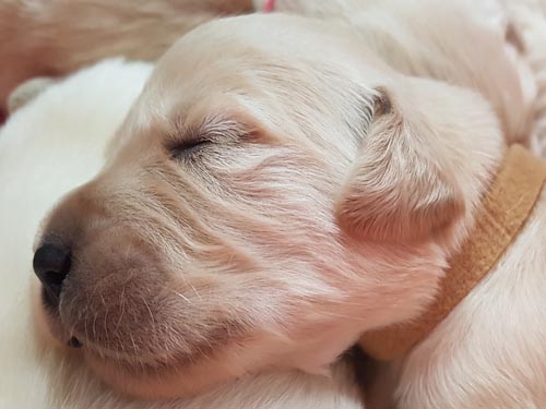 CUCCIOLI DI GOLDEN RETRIEVER