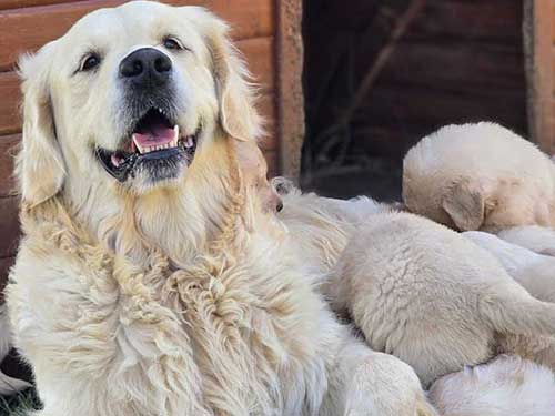 CUCCIOLI GOLDEN RETRIEVER