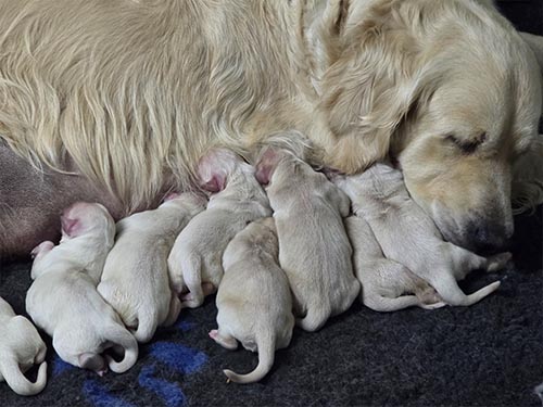CUCCIOLI GOLDEN RETRIEVER