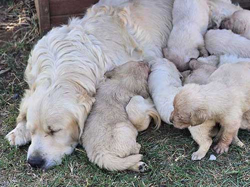 CUCCIOLI GOLDEN RETRIEVER