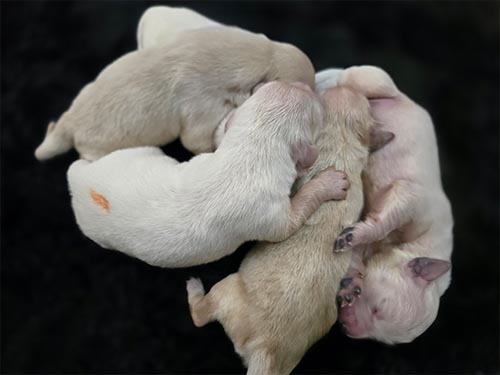 CUCCIOLI GOLDEN RETRIEVER