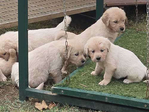 CUCCIOLI GOLDEN RETRIEVER