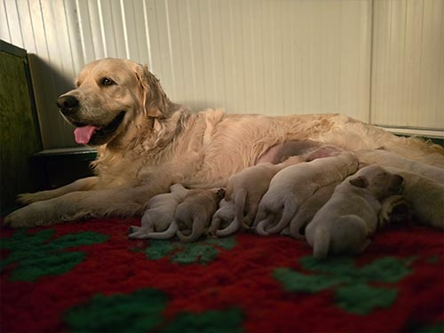 CUCCIOLO GOLDEN RETRIEVER