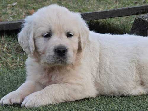 CUCCIOLI GOLDEN RETRIEVER