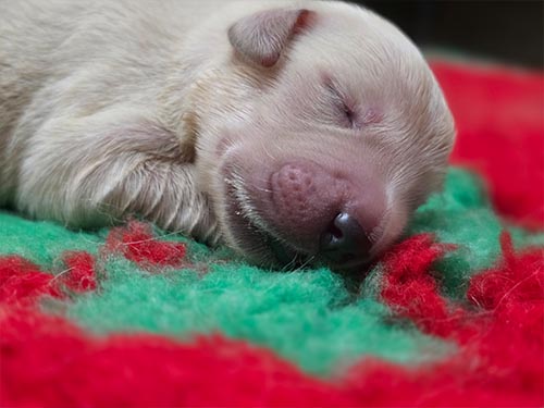 CUCCIOLI GOLDEN RETRIEVER