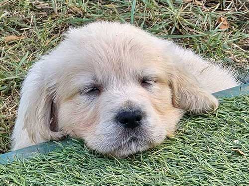 CUCCIOLI GOLDEN RETRIEVER
