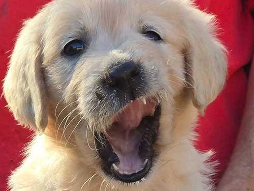 CUCCIOLI GOLDEN RETRIEVER