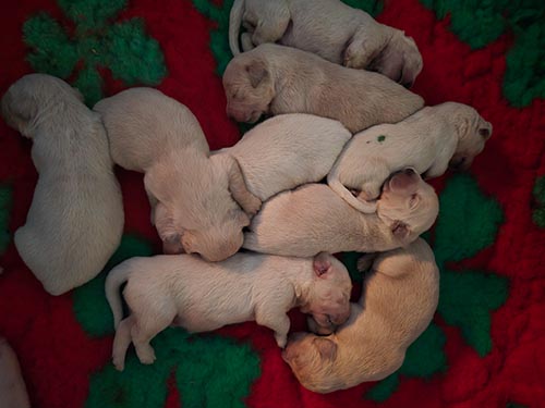 CUCCIOLI GOLDEN RETRIEVER