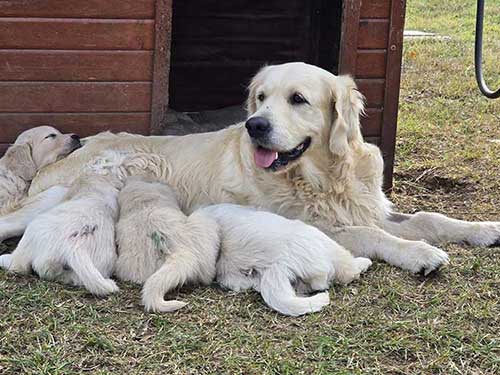 CUCCIOLI GOLDEN RETRIEVER