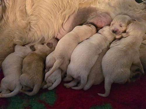 CUCCIOLI GOLDEN RETRIEVER