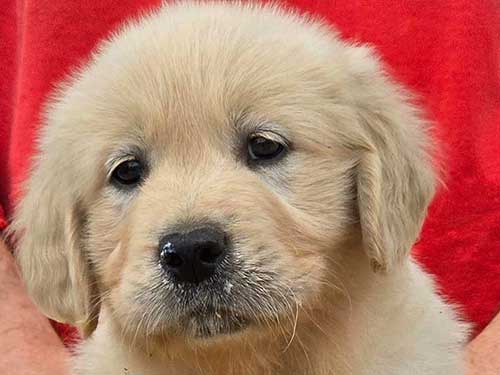 CUCCIOLI GOLDEN RETRIEVER