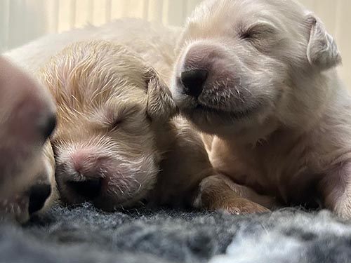 CUCCIOLI GOLDEN RETRIEVER