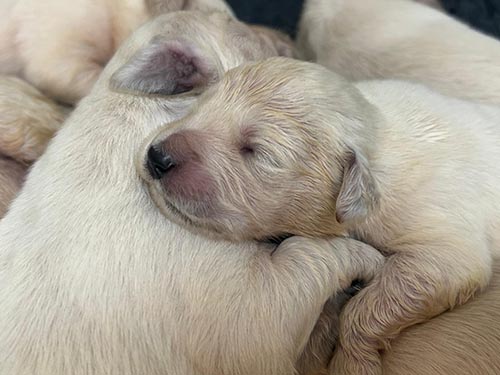 CUCCIOLI GOLDEN RETRIEVER