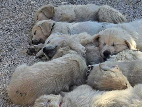 CUCCIOLI GOLDEN RETRIEVER
