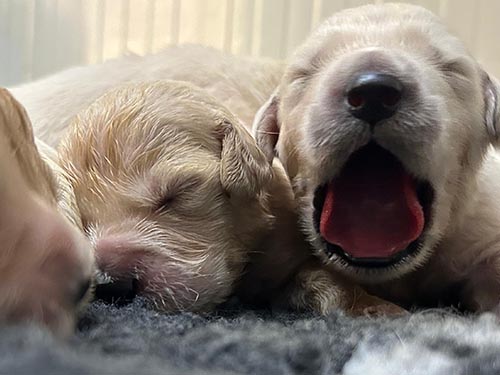 CUCCIOLI GOLDEN RETRIEVER