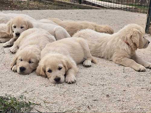 CUCCIOLI GOLDEN RETRIEVER