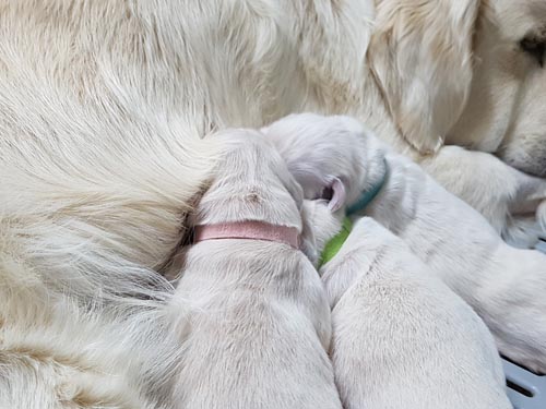 CUCCIOLI GOLDEN RETRIEVER