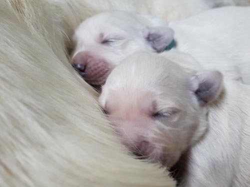 CUCCIOLI GOLDEN RETRIEVER