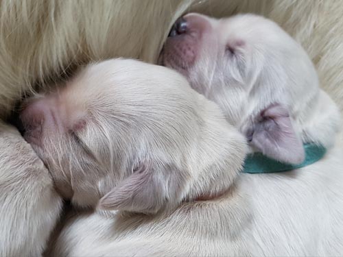 CUCCIOLO GOLDEN RETRIEVER