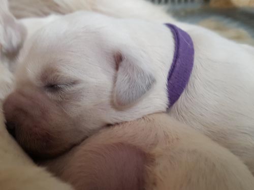 CUCCIOLI GOLDEN RETRIEVER