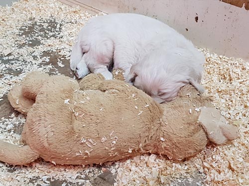 CUCCIOLI DI GOLDEN RETRIEVER