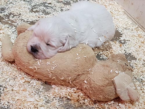 CUCCIOLI DI GOLDEN RETRIEVER