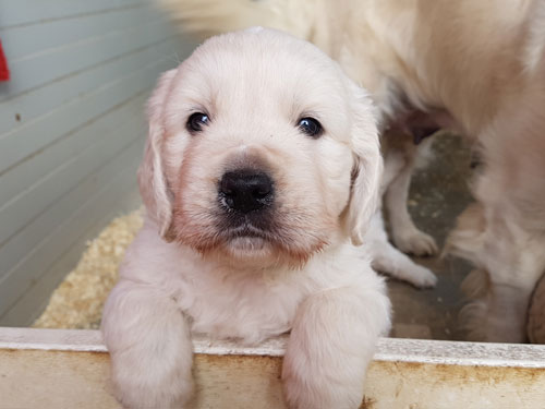 CUCCIOLI DI GOLDEN RETRIEVER