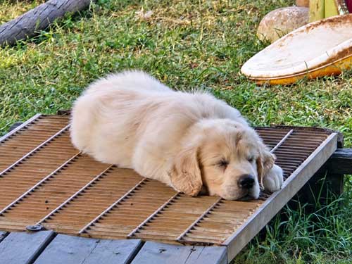 CUCCIOLI GOLDEN RETRIEVER