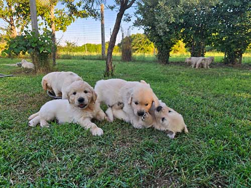 CUCCIOLI GOLDEN RETRIEVER