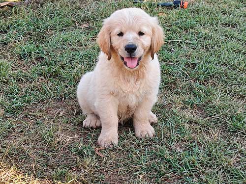 CUCCIOLI GOLDEN RETRIEVER