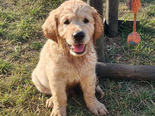 CUCCIOLI GOLDEN RETRIEVER