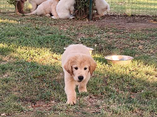 CUCCIOLI GOLDEN RETRIEVER