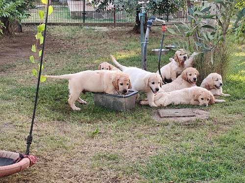CUCCIOLI GOLDEN RETRIEVER