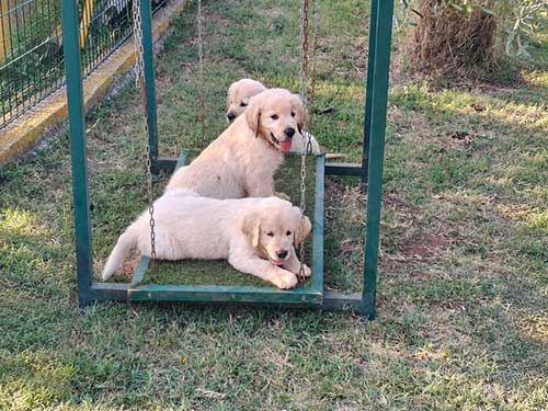 CUCCIOLI GOLDEN RETRIEVER