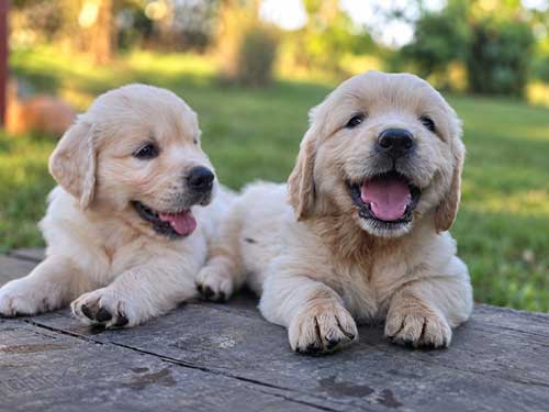 CUCCIOLI GOLDEN RETRIEVER