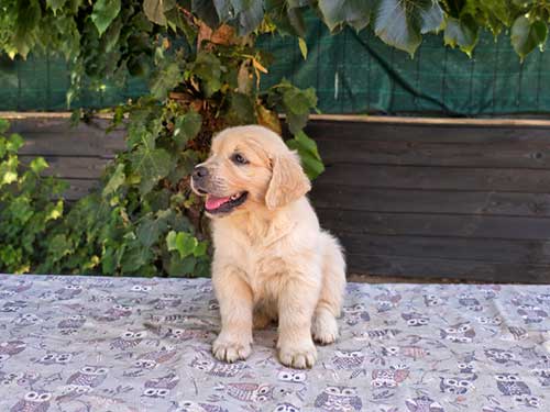 CUCCIOLI GOLDEN RETRIEVER