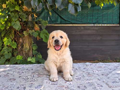 CUCCIOLI GOLDEN RETRIEVER