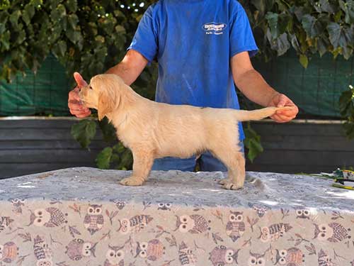CUCCIOLI GOLDEN RETRIEVER