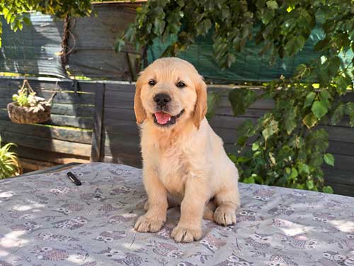 CUCCIOLI GOLDEN RETRIEVER