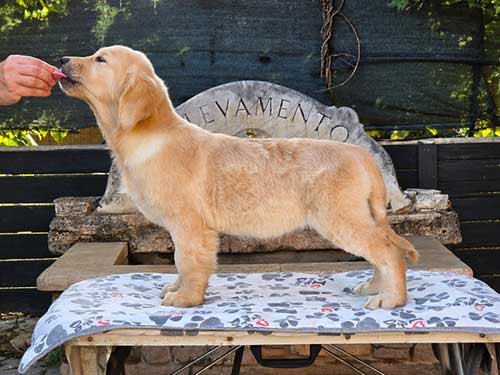 CUCCIOLI GOLDEN RETRIEVER
