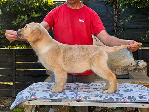 CUCCIOLI GOLDEN RETRIEVER