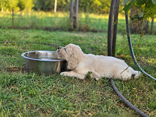 CUCCIOLI GOLDEN RETRIEVER