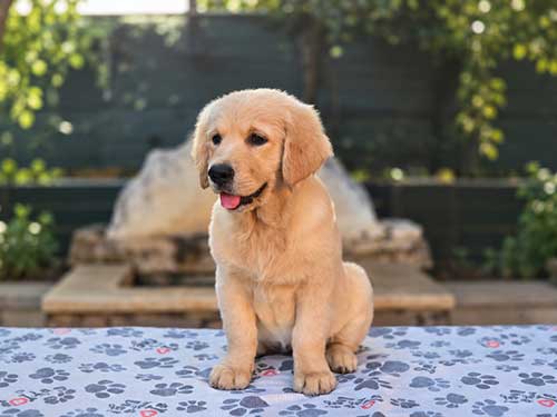 CUCCIOLI GOLDEN RETRIEVER