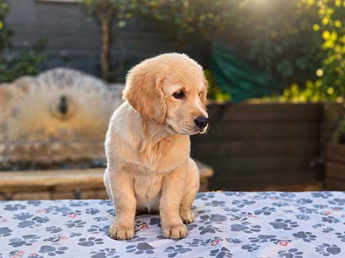 CUCCIOLI GOLDEN RETRIEVER