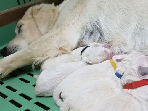 CUCCIOLI GOLDEN RETRIEVER