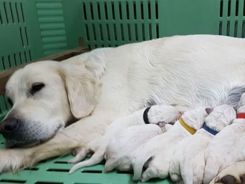 CUCCIOLI DI GOLDEN RETRIEVER