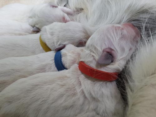 CUCCIOLI GOLDEN RETRIEVER